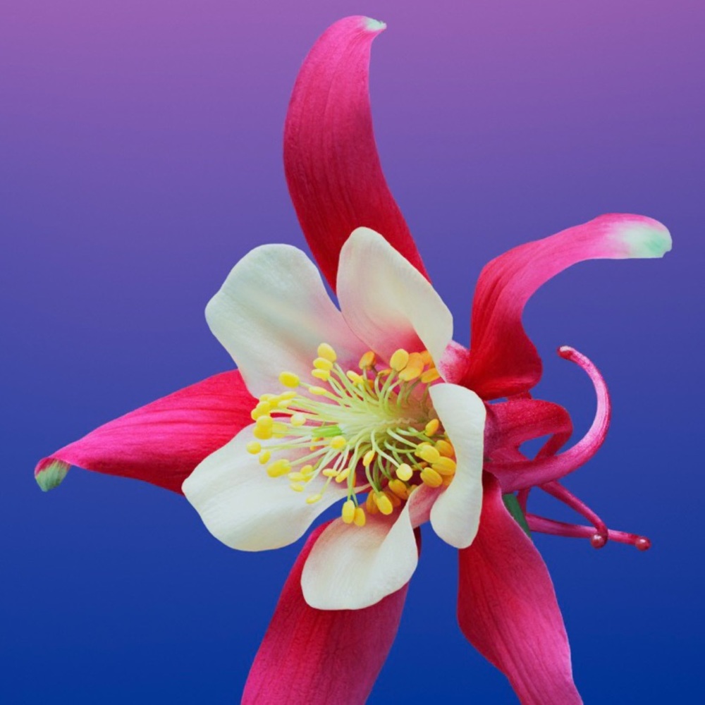 Meet your Posher, Lilly